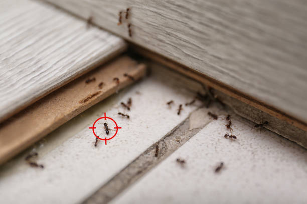 Best Mosquito Control Services  in Alta Sierra, CA