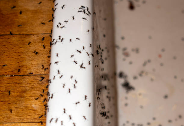 Best Exterminator Services  in Alta Sierra, CA