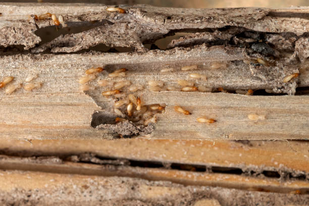 Pest Control for Restaurants in Alta Sierra, CA